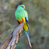 Mulga Parrot